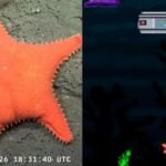 Conicet lanza “Talud Mar del Plata”, un videojuego sobre ciencia y conservación