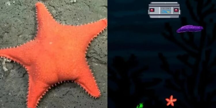 Conicet lanza "Talud Mar del Plata", un videojuego sobre ciencia y conservación