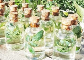 La caña con ruda: ritual de salud y tradición que une al país cada agosto