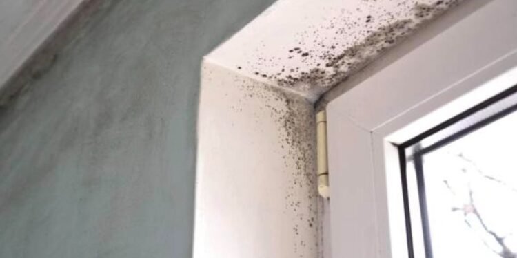 Una tiktoker revela un truco efectivo para eliminar la humedad en paredes