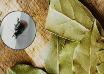 Las hojas de laurel, el secreto natural para ahuyentar cucarachas en casa