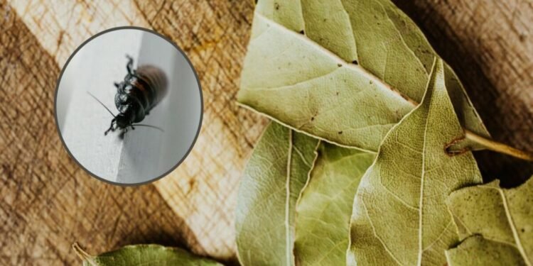 Las hojas de laurel, el secreto natural para ahuyentar cucarachas en casa