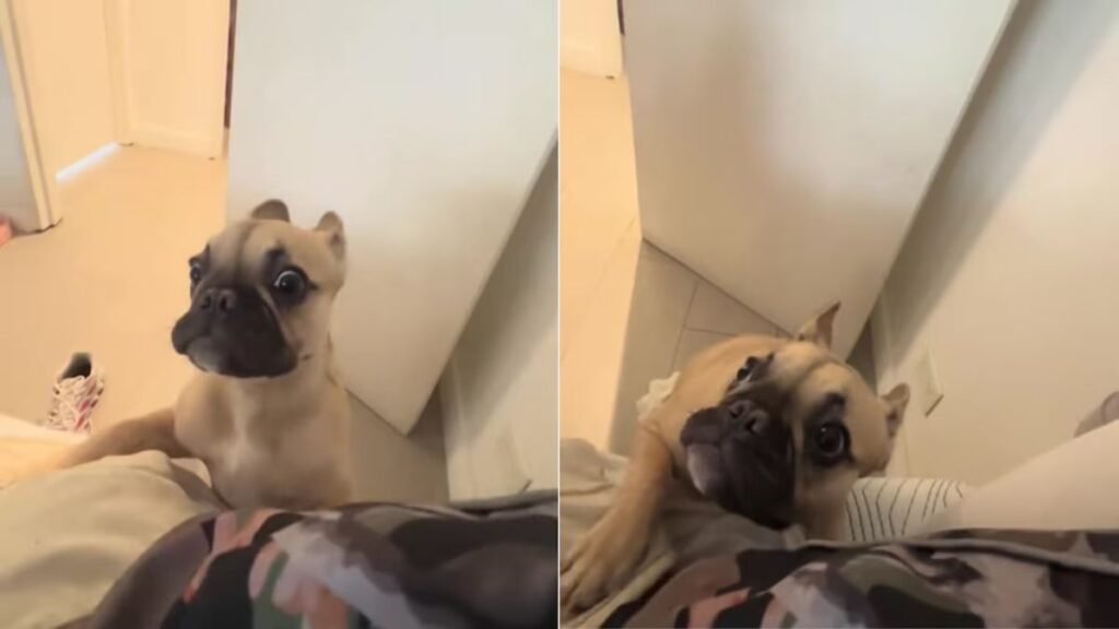 Bulldog francés se hace viral en TikTok con su dramática reacción