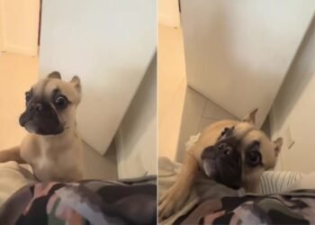 Bulldog francés se hace viral en TikTok con su dramática reacción