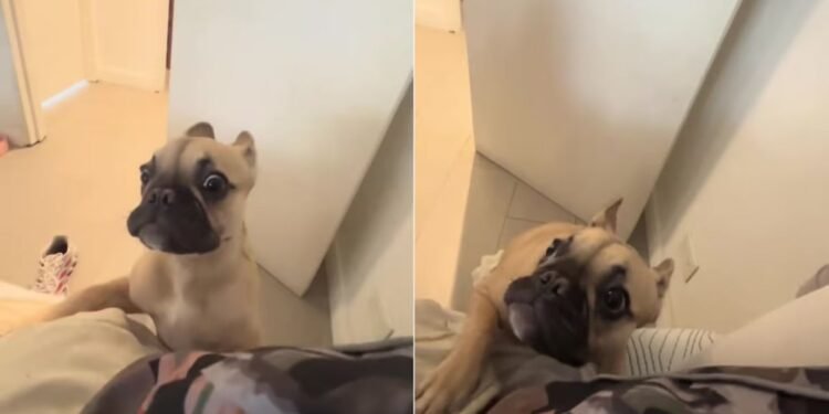 Bulldog francés se hace viral en TikTok con su dramática reacción