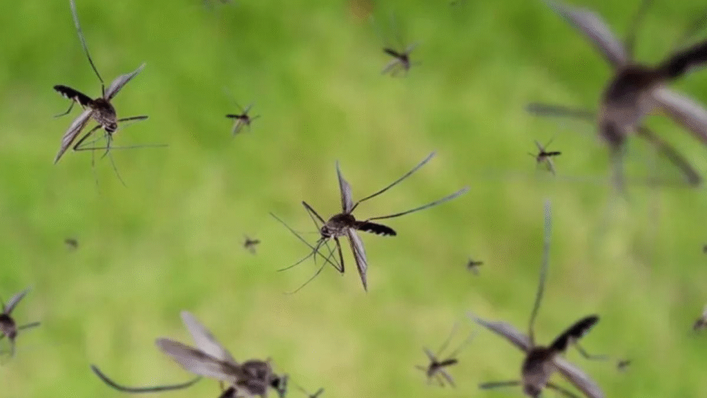 Expertos revelan métodos naturales para mantener alejados a los mosquitos