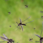 Expertos revelan métodos naturales para mantener alejados a los mosquitos