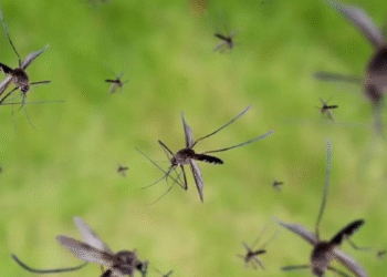 Expertos revelan métodos naturales para mantener alejados a los mosquitos