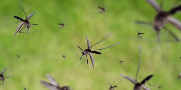 Expertos revelan métodos naturales para mantener alejados a los mosquitos