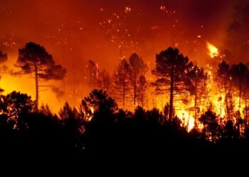 Concienciación sobre incendios forestales: la clave para proteger la naturaleza