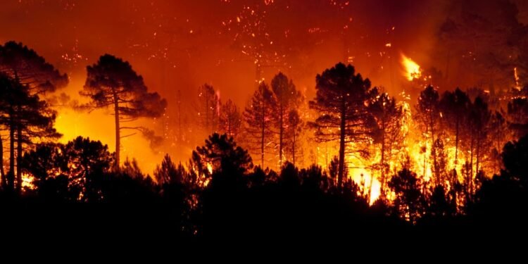 Concienciación sobre incendios forestales: la clave para proteger la naturaleza