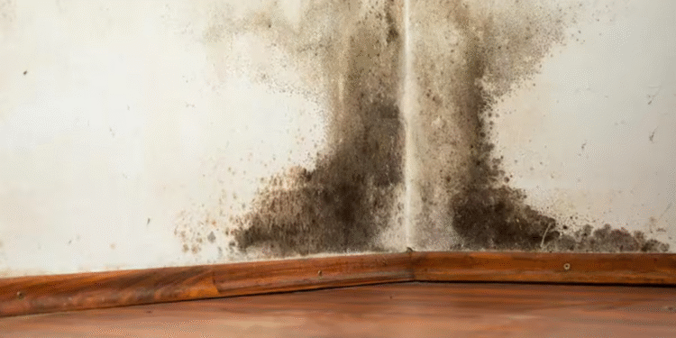 El truco casero que quita la humedad en paredes y genera furor en TikTok