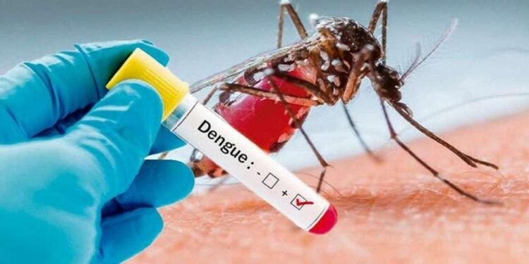 Día Internacional contra el dengue: alertan sobre la prevención y riesgo sanitario