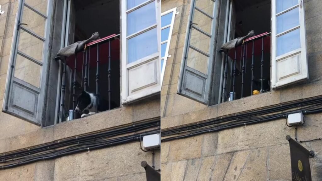 Un perro lanza pelotas desde una ventana y conquista redes sociales