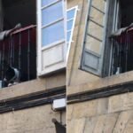 Un perro lanza pelotas desde una ventana y conquista redes sociales