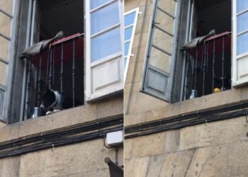 Un perro lanza pelotas desde una ventana y conquista redes sociales