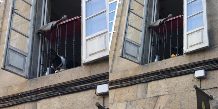 Un perro lanza pelotas desde una ventana y conquista redes sociales