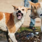 Estrategias de Harvard para prevenir mordeduras de perros a extraños