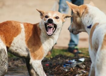 Estrategias de Harvard para prevenir mordeduras de perros a extraños