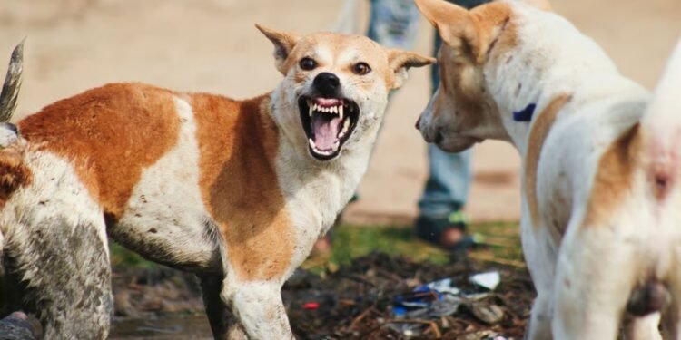 Estrategias de Harvard para prevenir mordeduras de perros a extraños