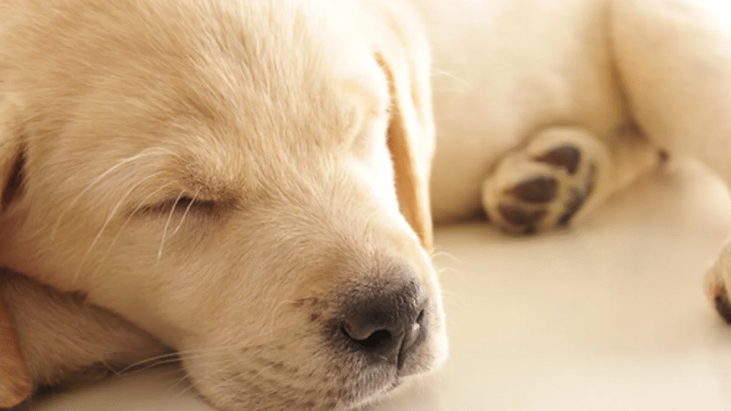 Las posturas de sueño de los perros revelan su estado emocional y confianza