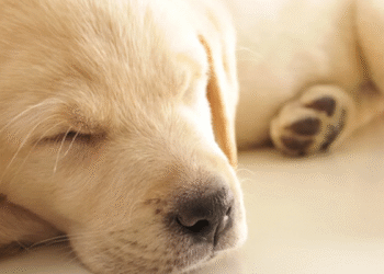 Las posturas de sueño de los perros revelan su estado emocional y confianza