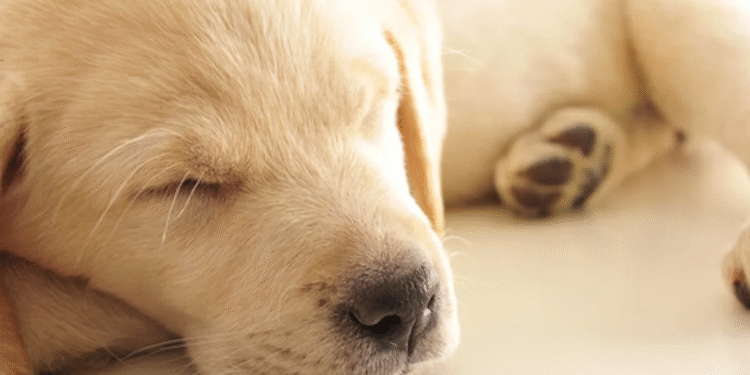 Las posturas de sueño de los perros revelan su estado emocional y confianza