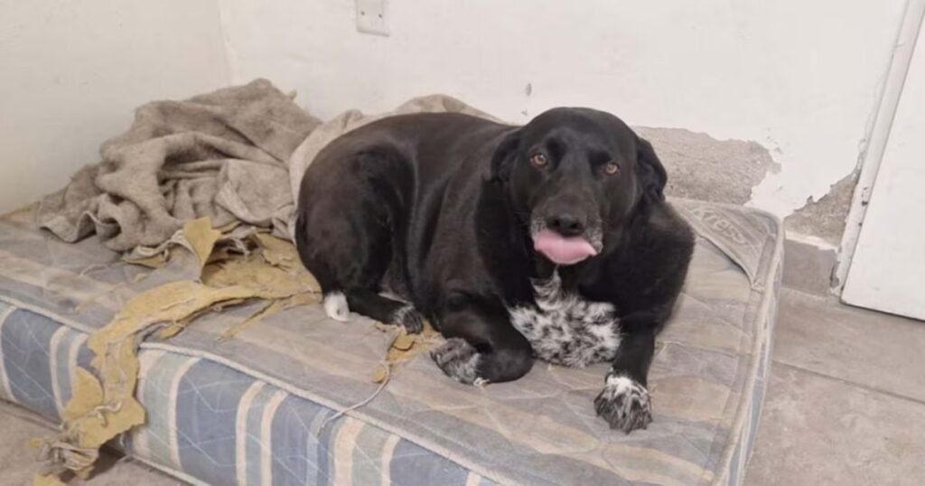 Marolio, el perro de los bomberos, necesita ayuda para bajar de peso