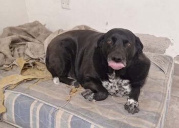 Marolio, el perro de los bomberos, necesita ayuda para bajar de peso