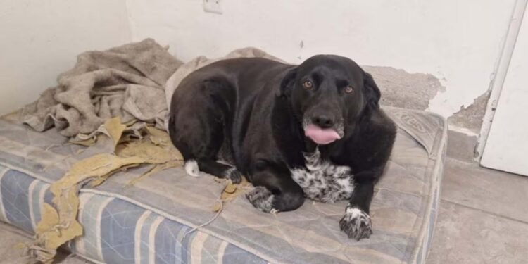 Marolio, el perro de los bomberos, necesita ayuda para bajar de peso