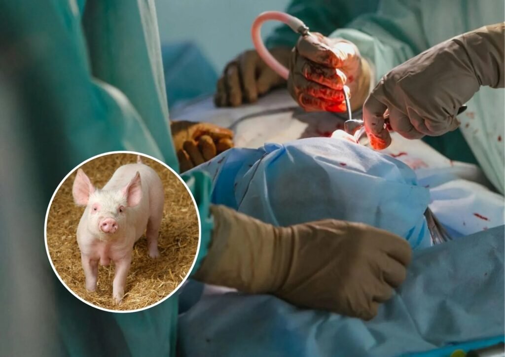 Investigadores logran trasplante de pulmón de cerdo a humano en muerte cerebral