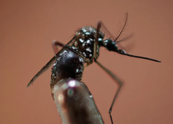 Primavera trae alerta por dengue: expertos recomiendan eliminar agua estancada
