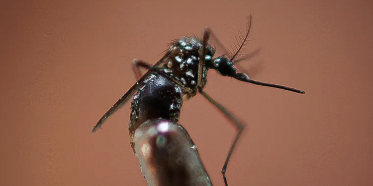 Primavera trae alerta por dengue: expertos recomiendan eliminar agua estancada