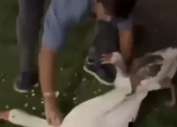 Joven roba gansos de Palermo y los lanza a su pileta en un acto repudiable que se vuelve viral