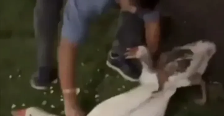 Joven roba gansos de Palermo y los lanza a su pileta en un acto repudiable que se vuelve viral