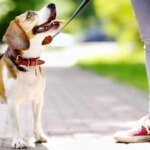 Buenos Aires sanciona multas millonarias por maltrato y heces de mascotas