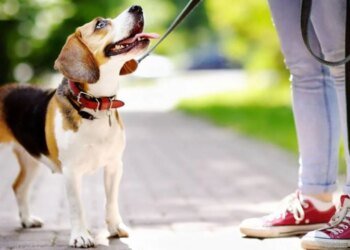 Buenos Aires sanciona multas millonarias por maltrato y heces de mascotas