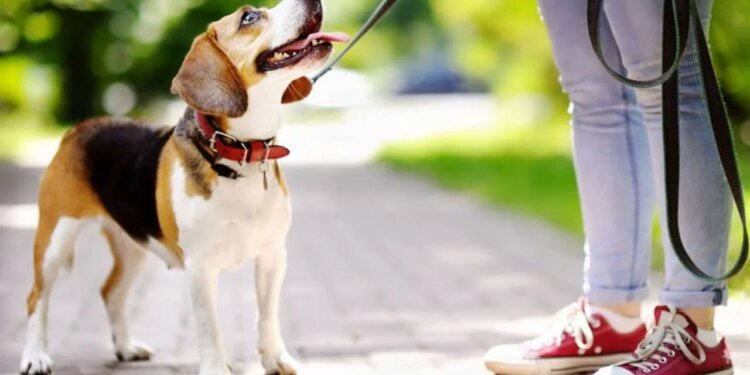 Buenos Aires sanciona multas millonarias por maltrato y heces de mascotas