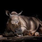 Día Mundial del Rinoceronte: la urgencia de proteger una especie clave para el ecosistema