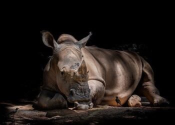 Día Mundial del Rinoceronte: la urgencia de proteger una especie clave para el ecosistema