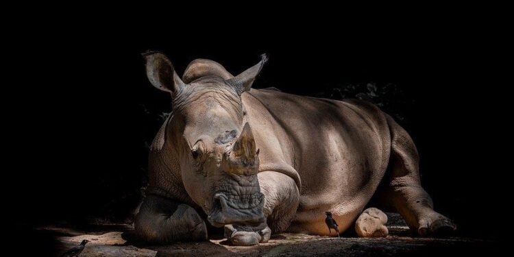 Día Mundial del Rinoceronte: la urgencia de proteger una especie clave para el ecosistema