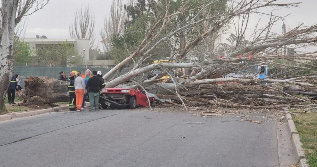 Fallece mujer aplastada por un árbol durante fuerte temporal en Mendoza