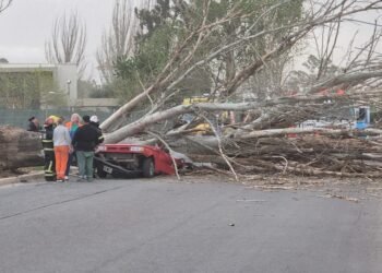 Fallece mujer aplastada por un árbol durante fuerte temporal en Mendoza