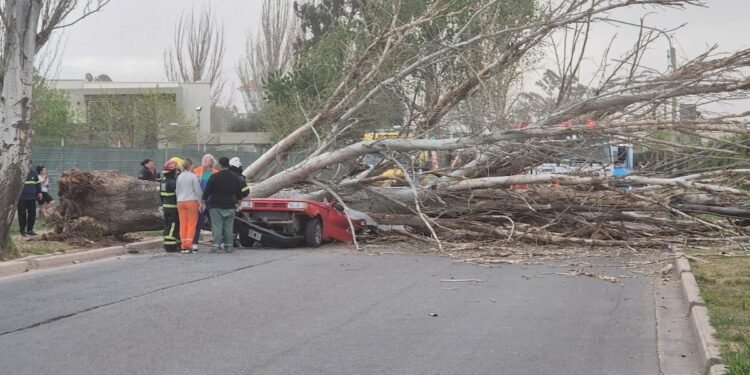 Fallece mujer aplastada por un árbol durante fuerte temporal en Mendoza