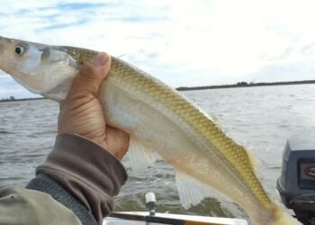 Veda de pesca de pejerrey en la Provincia de Buenos Aires hasta noviembre