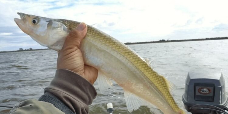 Veda de pesca de pejerrey en la Provincia de Buenos Aires hasta noviembre