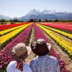 El campo de tulipanes de Trevelin abrirá sus puertas en octubre y noviembre