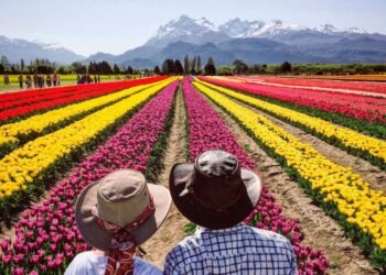 El campo de tulipanes de Trevelin abrirá sus puertas en octubre y noviembre