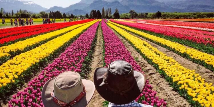 El campo de tulipanes de Trevelin abrirá sus puertas en octubre y noviembre