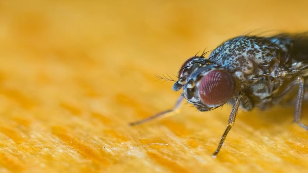 Invasión de insectos tras el sol: especialistas dan consejos prácticos